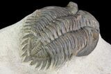Metacanthina Trilobite With Great Eyes - Lghaft, Morocco #75481-4